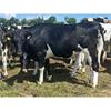 40 October Calving Heifers - IRL