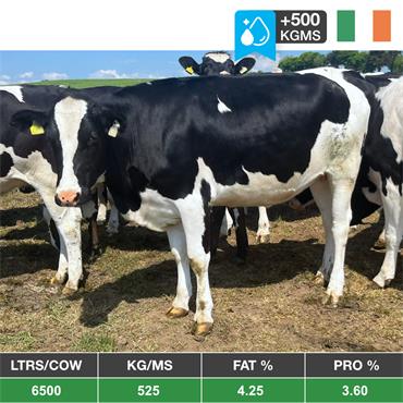 40 October Calving Heifers - IRL