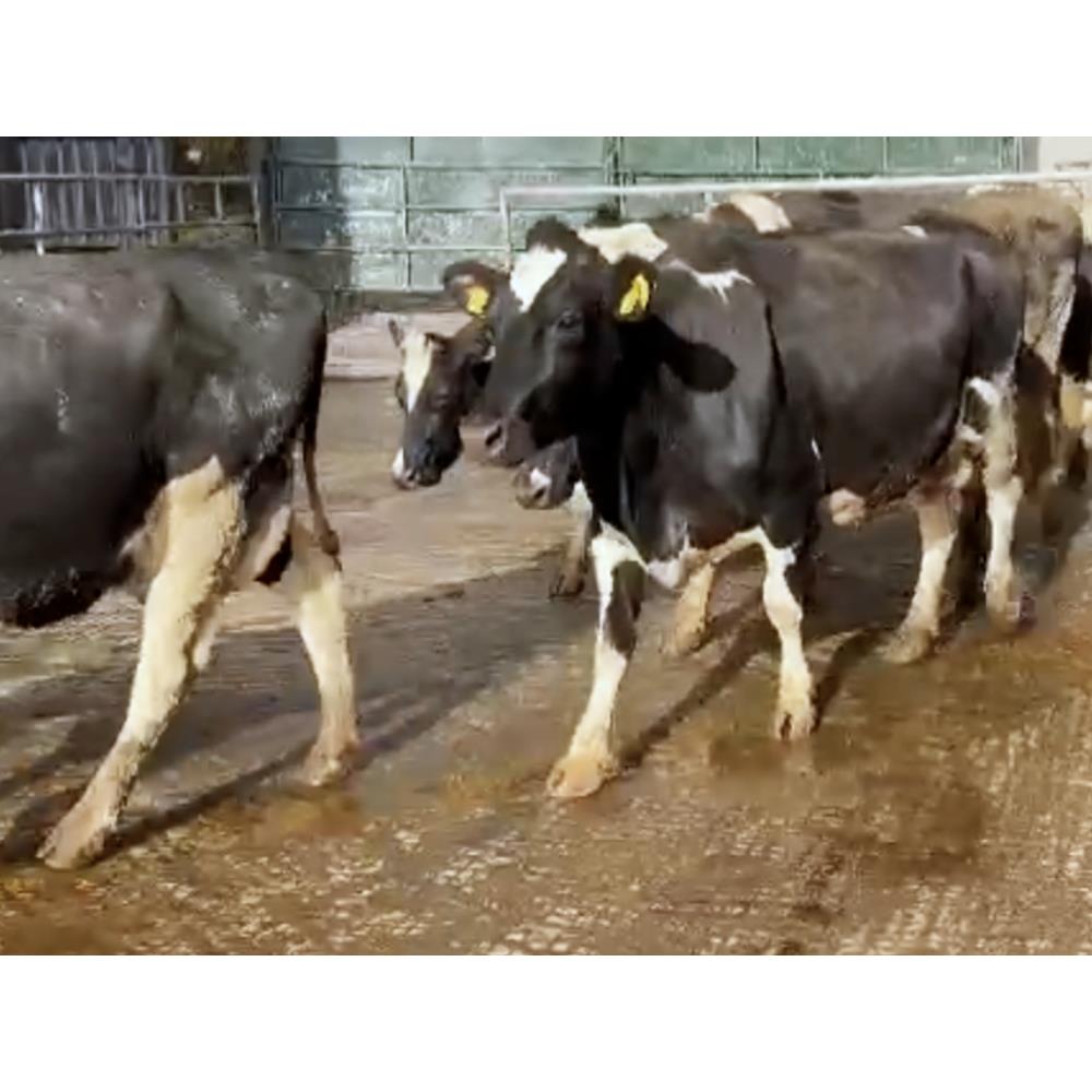 100 Quality Autumn In-Calf Cows - IRL | grasstecshop.com