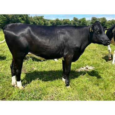 20 Oct-Dec Hol/Fr Calving Heifers - IRL