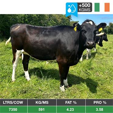 20 Oct-Dec Hol/Fr Calving Heifers - IRL