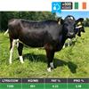 20 Oct-Dec Hol/Fr Calving Heifers - IRL