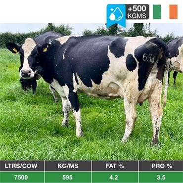 45 Excellent Milking Group Spring or Winter System - IRL