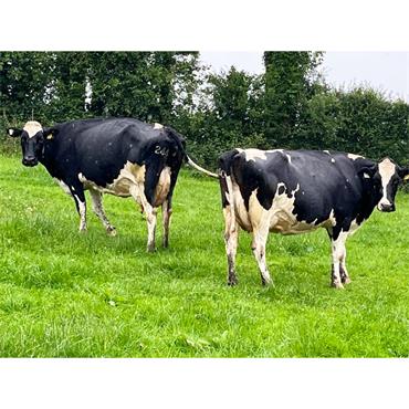 45 Excellent Milking Group Spring or Winter System - IRL