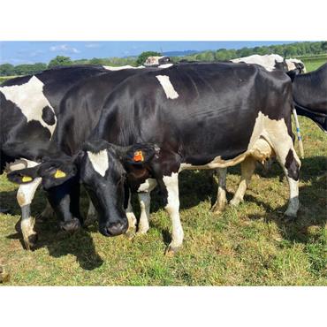 65 (Will Split) TB4 Nov-Dec Calving Hol Fr Cows - UK
