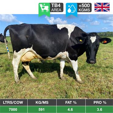 65 (Will Split) TB4 Nov-Dec Calving Hol Fr Cows - UK