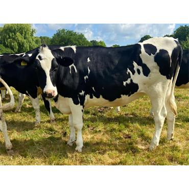 14 Nov/Dec Calving Heifers TB4 Area - UK