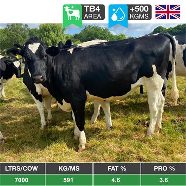 14 Nov/Dec Calving Heifers TB4 Area - UK