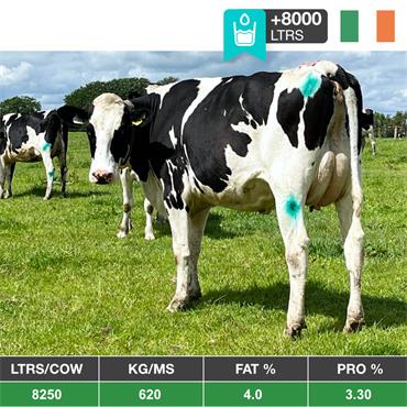 20 High Output - All 1st & 2nd Calvers - IRL