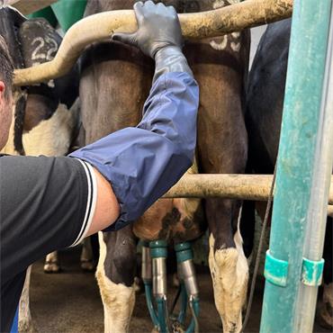 Milking Sleeves with Rubber Cuff