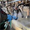 Spring Milking Bundle