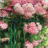 Plant Support Hoop 45cm 2 Pack