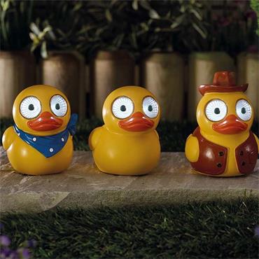 Smart Garden Lucky Ducky Assorted