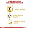 Royal Canin Labrador Retriever Adult Dog Food 12kg
