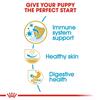 Royal Canin Pug Puppy Dog Food 1.5kg