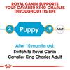 Royal Canin Cavalier King Charles Puppy Dog Food 1.5kg