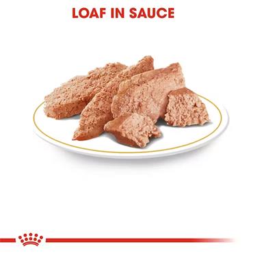 Royal Canin Dachshund Loaf 12x85g