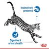Royal Canin Indoor Sterilised Morsels In Gravy 12x85g