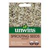 Sprouting Seeds Rocket