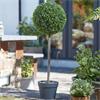 Smart Garden Uno Topiary Tree 80cm