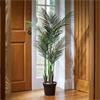 Smart Garden 124cm Phoenix Palm