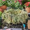 Smart Garden Sphagnum Moss Large