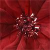 Fabric Poinsettia On Clip Red