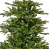 Grandis Fir Prelit Christmas Tree 2.4m (8ft) 5200 Micro Lights
