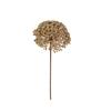 Kaemingk Allium Spray Champagne D.17cmx58cm