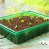 Westland Grosure Visiroot Half Seed Trays 8 Pack