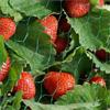 Smart Garden Garden Netting 2x5m Box