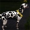 Zoon Flash & Go Ring Collar Medium/Large