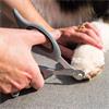 Zoon Pet Claw Scissors Small