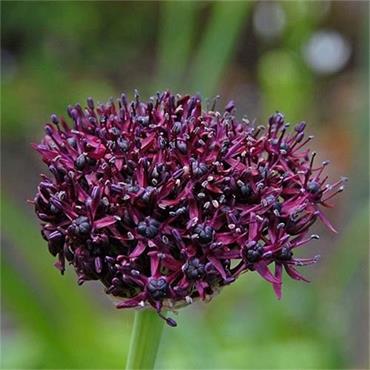 West Cork Allium Atropurpureum 15 Bulbs