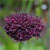 West Cork Allium Atropurpureum 15 Bulbs