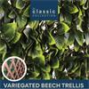 Classic Variegated Beech Wall Trellis 1x2m