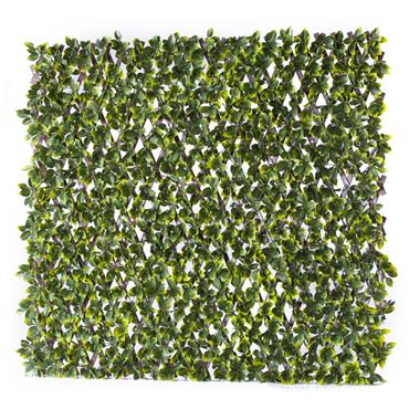 Classic Variegated Beech Wall Trellis 1x2m