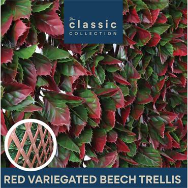 Classic Red Variegated Beech Trellis 1x2m