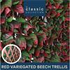 Classic Red Variegated Beech Trellis 1x2m