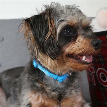 Reflective Bone Blue Collar Leadset