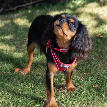 Viva Nylon Collar Red 14""