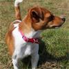 Viva Nylon Collar Raspberry 18"