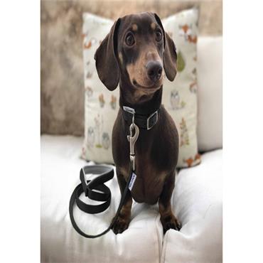 Viva Nylon Collar Black 20"