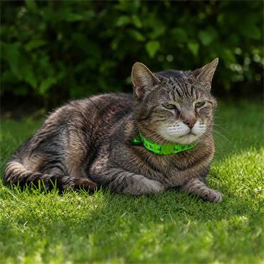 Hi Vis Safety Cat Collar Green