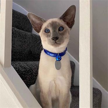 Gloss Reflective Cat Collar Blue