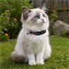Leopard Print Safety Cat Collar