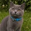 Zigzag Print Safety Cat Collar