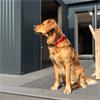 Ancol Padded Red Nylon Collar