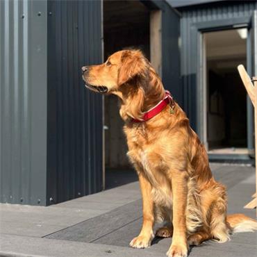 Viva  Padded Nylon Red Collar