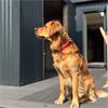 Viva  Padded Nylon Red Collar